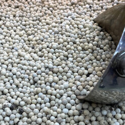 white pepper buy